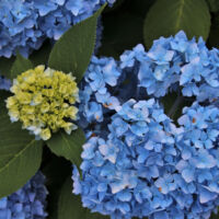 Hortensia Bodensee, Hydrangea macrophylla/Pot de 1,5L - 20/40 cm