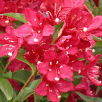 Weigela Red Prince, Weigelia/Pot de 1,5L - 10/20 cm