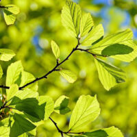Parrotie de Perse, Parrotia/Pot de 1,5L - 20/50 cm
