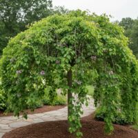 Cercis du Canada Lavender Twist, Arbre de Judée, Gainier du Canada/Pot de 30L - Baliveau