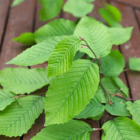 Charme fastigié, Carpinus/Pot de 15L - 175/200 cm