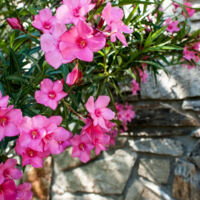Laurier rose varié/Pot de 4L - 40/60 cm