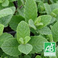Menthe fraise BIO/Lot de 5 godets