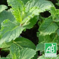 Menthe poivrée crispée BIO/Lot de 5 godets