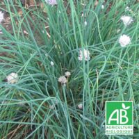 Ciboulette BIO/Lot de 5 godets