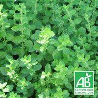 Mélisse officinale BIO | Conditionnement: Lot de 3 godets