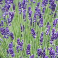 Lavande Hidcote Blue/Pot de 2,5L - 20/30 cm