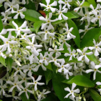 Jasmin étoilé, Jasmin persistant blanc, Trachelospermum/Godet - 5/20 cm