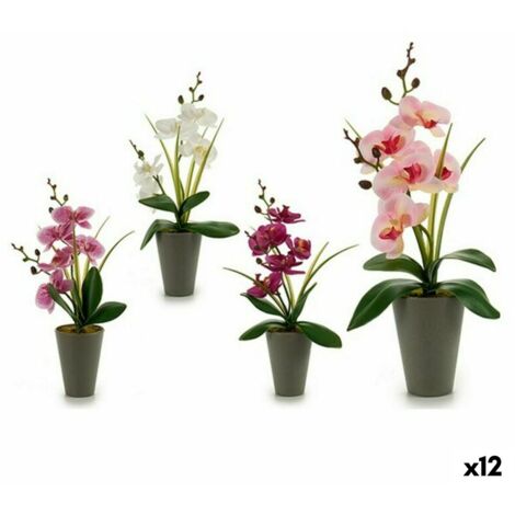 1 PIANTA DI ORCHIDEA PHALAENOPSIS COLORE ASSORTITO VASO 12CM 2 RAMI - Foto 5