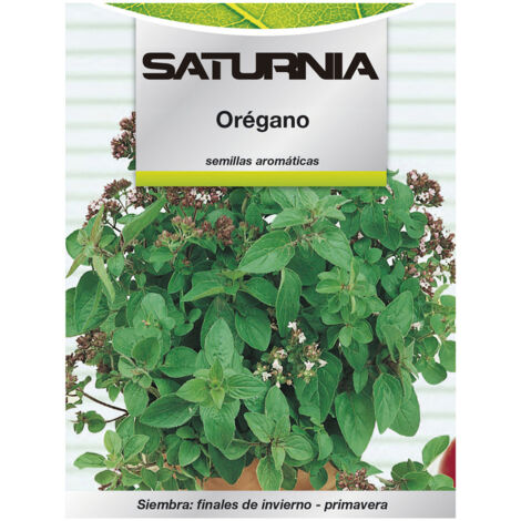 Semi Saturnia oregano pianta perenne esposizione mezzombra (1/2)