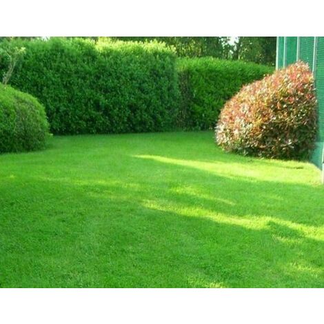 Seme In Miscuglio Per Tappeto Erboso - Agraria Comand - Foto 11