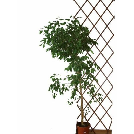 TRALICCIO ESTENSIBILE KALLISTA IN LEGNO 3X1 P/PIANTE RAMPICANTI GIARDINO (38690)