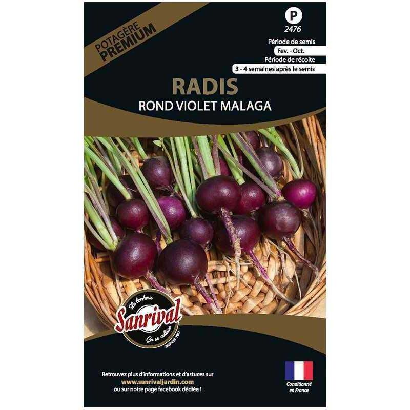 300 Graines De Radis Rond Violet - Légumes Ancien - Semences - Foto 2