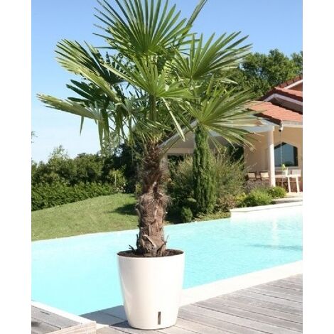 Pot en plastique rond avec réserve d'eau 30 cm Eva