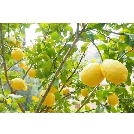 Terreau bio pour agrumes et plantes méditerranéennes 40 L 40 litres