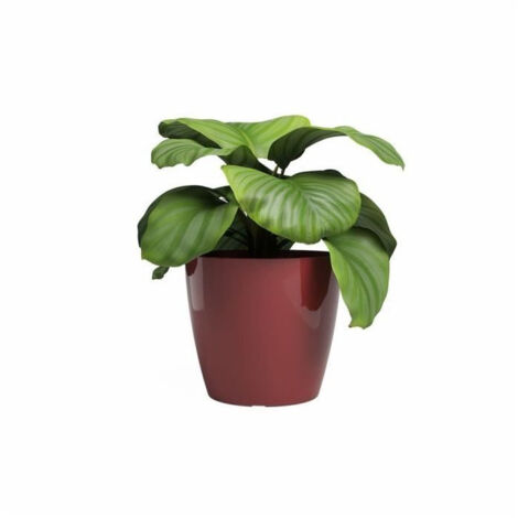 Artevasi Pot San Remo – Rond, 42 Cm, Rouge Foncé – Design Moderne Et élégant – Pour Plantes D'intérieur/extérieur