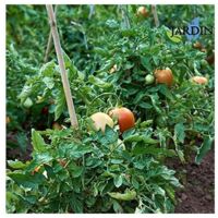 Lot De 50 Tuteurs En Bambou Suinga - 120 Cm, Diamètre 10-12 Mm - Naturels - Pour Plantes, Tomates, Jardin, Treillage