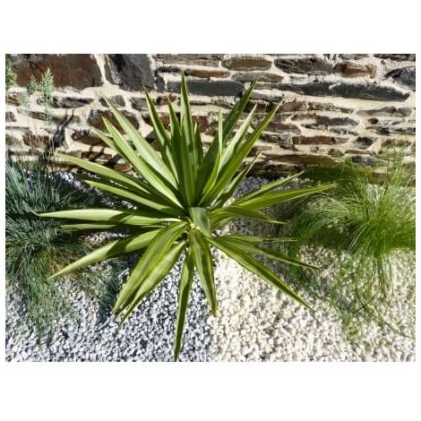 Kieselstein Hellgrau 6-12 - Pack 15 M² - 30 Säcke - 600 kg