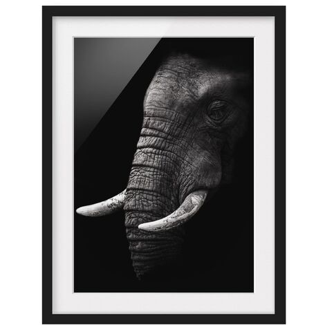 Poster encadr Scuro Elephant Portrait Dimension HxL 24cm x