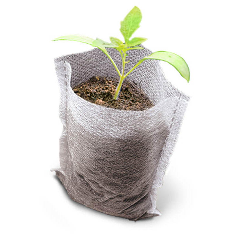 Serre Complète Pour Semis Et Bouturage 80x37cm - Platinium Hydroponics - Idéale Germination