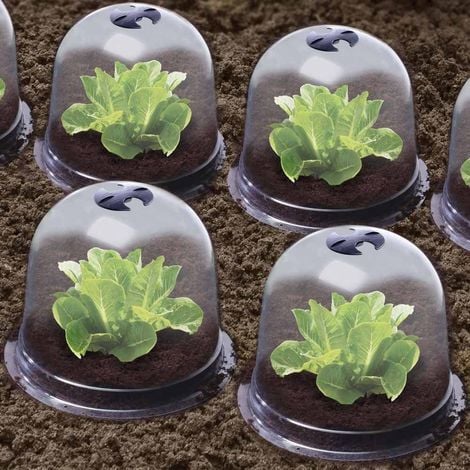 Cloches à salades plastique - Lot de 6