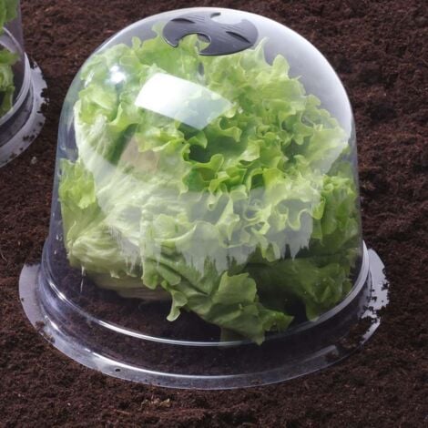 Cloches à salades plastique - Lot de 6