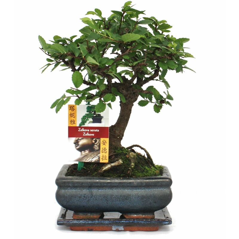 Bonsai Orme de Chine - Ulmus parvifolia - Fiche d'entretien