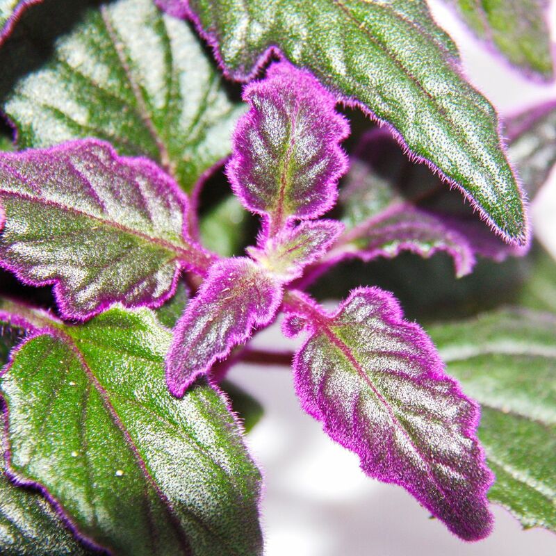 Gynura Purple Passion - feuille de velours - ortie velours - plante violette  12cm