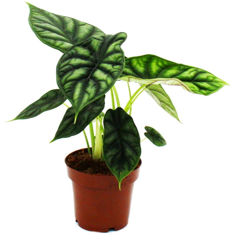 exotenherz - Mini plante – Dracaena Sanderiana – Arbre de dragon