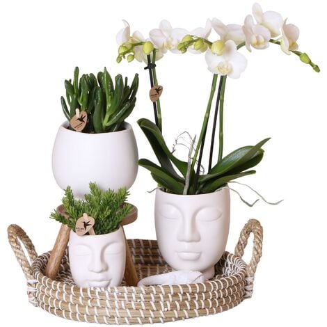 Orchidée blanche en pot 25cm ORCHIDEE