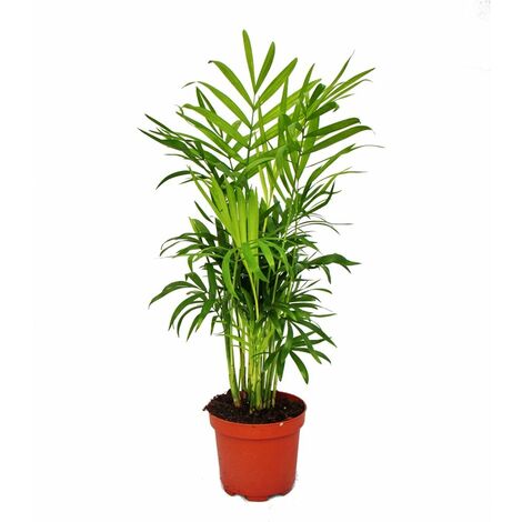 Chamaedorea elegans - palmier d'intérieur - palmier de montagne 9cm pot