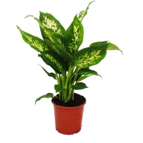 Exotenherz - Dieffenbachia "Compacta" - 1 plante - plante d'intérieur facile d'entretien - purifiant l'air - pot de 12cm