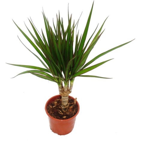 Exotenherz - dragonnier - Dracaena marginata - 1 plante - plante d