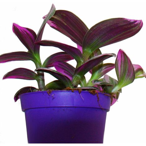 Exotenherz - fleur à trois mâts - Tradescantia Nanouk - plante d