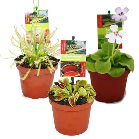 X5 Pots 1L pour plantes - plastique souple - PLANTE CARNIVORE