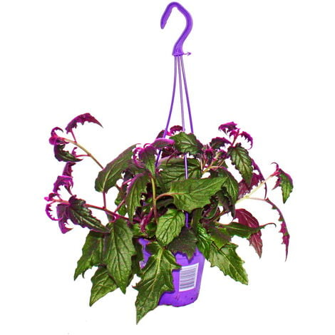 Gynura Purple Passion - feuille de velours - ortie velours - plante violette  12cm