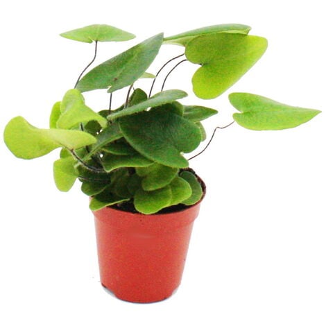 Exotenherz - Plantes d'intérieur et plantes vertes faciles d