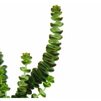 Succulent - Crassula Hottentot - Feuille épaisse - en pot de 8,5cm