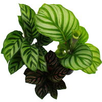 Ensemble de 3 plantes d'ombre - avec motif de feuilles fantaisie - Calathea - pot de 7cm - hauteur env. 20cm