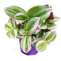 Exotenherz - fleur à trois mâts - Tradescantia "Nanouk" - plante d'intérieur à suspendre facile d'entretien - pot 9cm - rose