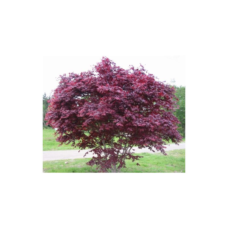 Acero Rosso Giapponese Acer Palmatum Bloodgood in vaso 30 cm h. 110/130 cm