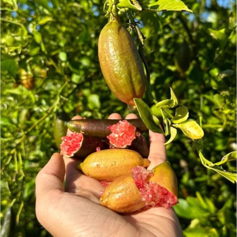 Pianta Limone Caviale Finger Lime - Citrus Australasica In Vaso 22cm Vivaio Castelletto