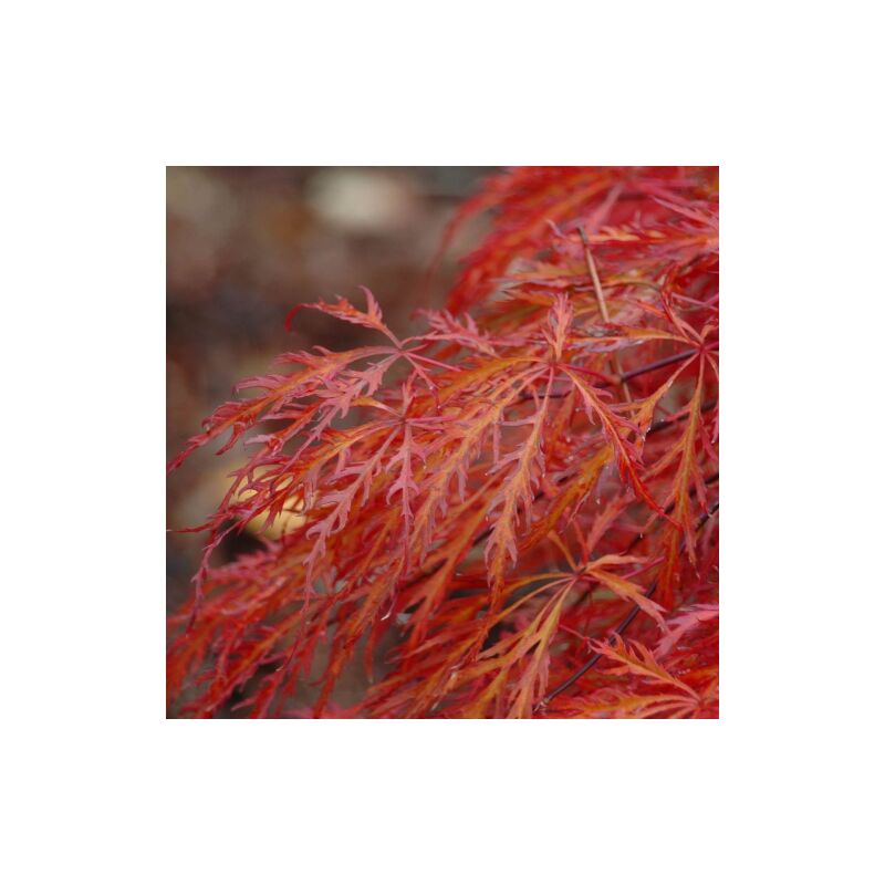 Acer palmatum 'Dissectum', Acero Giapponese Nano Rosso Palmato - vaso Ø  28cm H 100/110cm