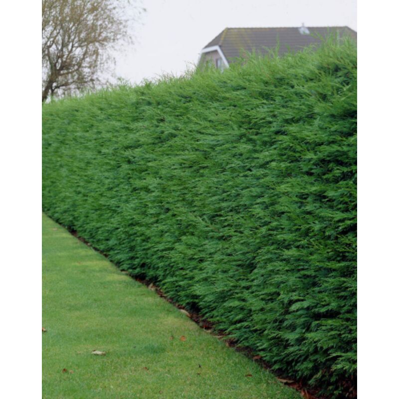 Cipresso Di Leyland - 24 Piante Per Siepe, Altezza 80-100cm, Vaso Ø18cm - Foto 6