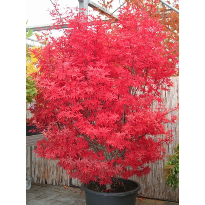 Acero Rosso Giapponese Acer Palmatum Skeeter's Broom - Pianta In Vaso ø19cm, Altezza 1metro - Foto 4