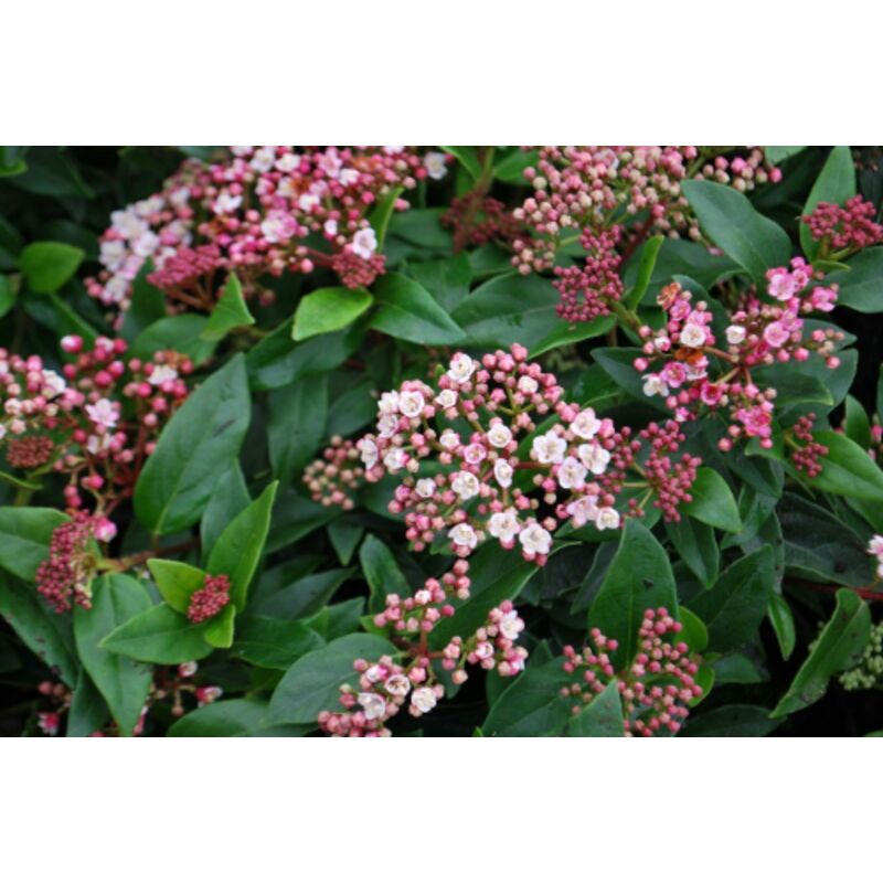 Viburnum Tinus Lentaggine - Pianta Sempreverde Da Siepe In Vaso ø9cm - Foto 5