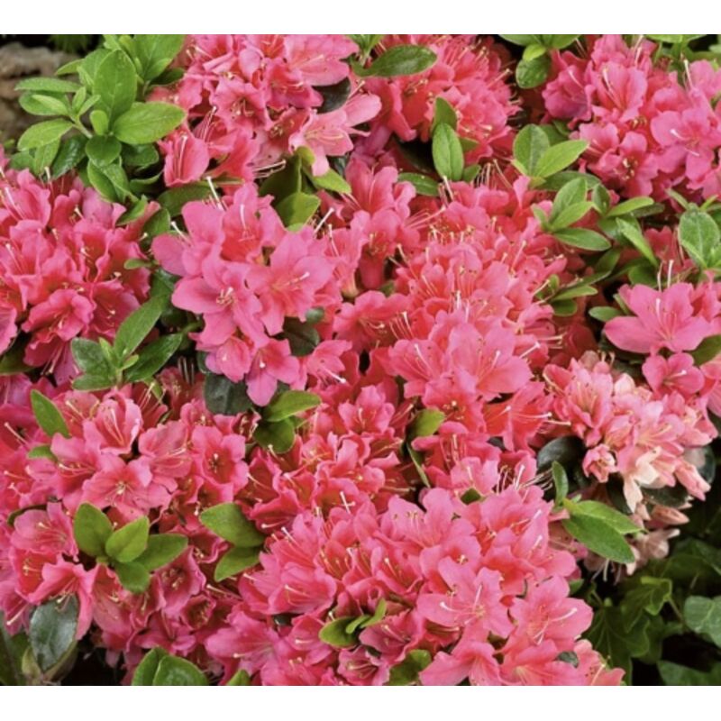 Azalea Giapponese Rosa 'Geisha Pink' In Vaso &oslash;10 Cm - Pianta Sempreverde
