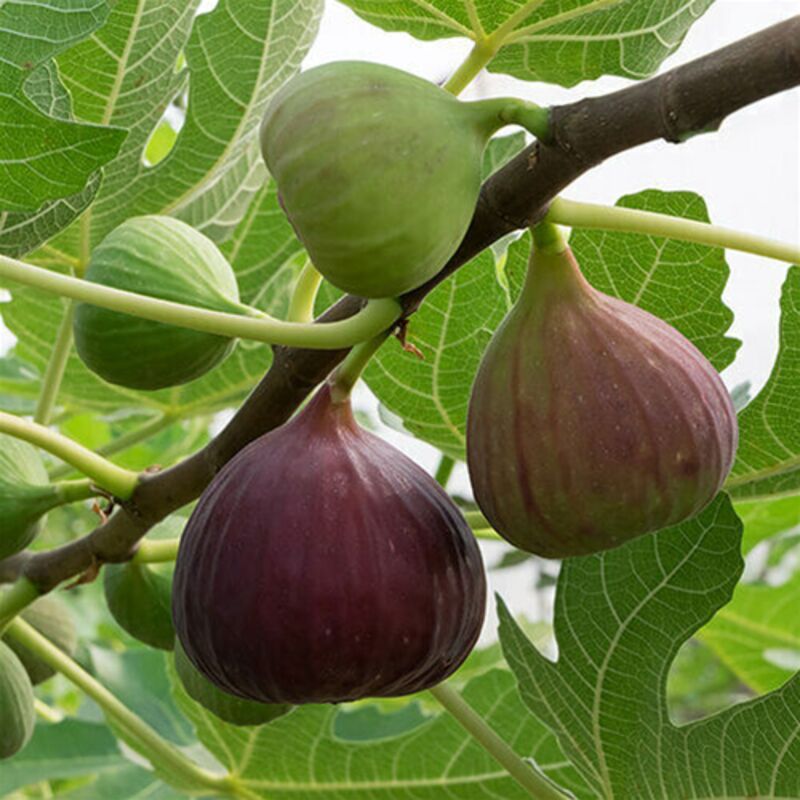 Pianta Di Fico Turca Nero In Vaso 19 Cm – Varietà Antica, Dolce E Autofertile