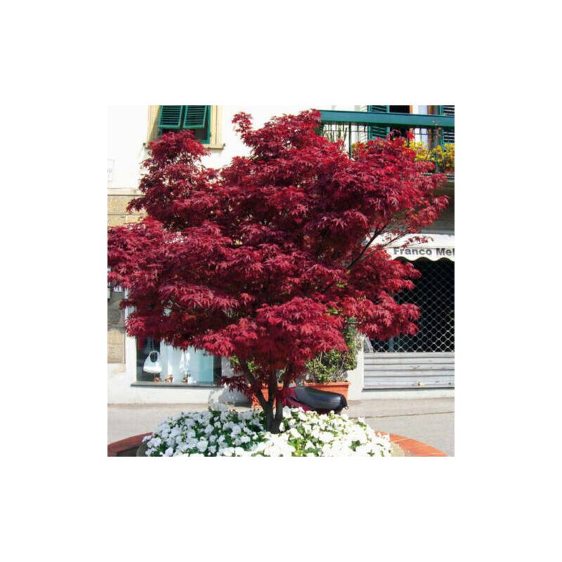 Acero rosso giapponese Acer palmatum Fireglow pianta in vaso 19 cm