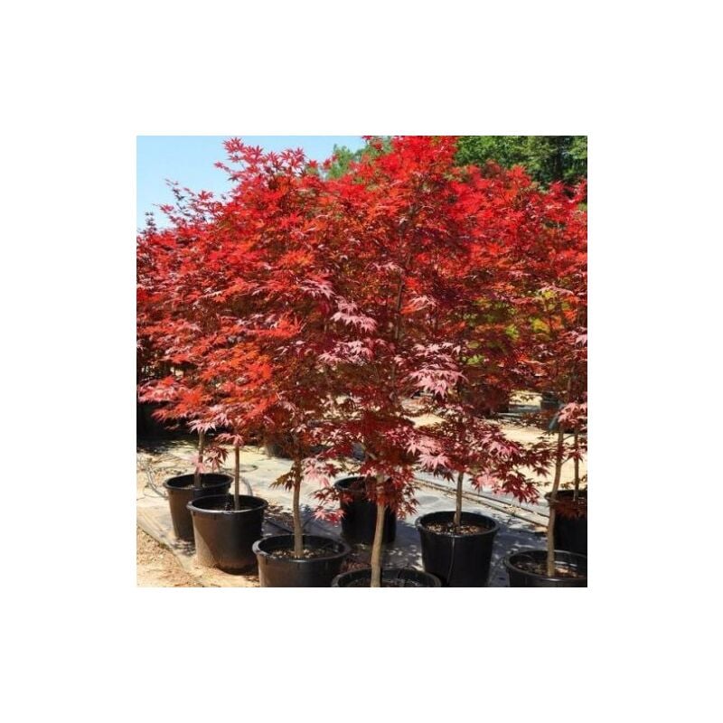 Acero rosso giapponese Acer palmatum Fireglow pianta innestata